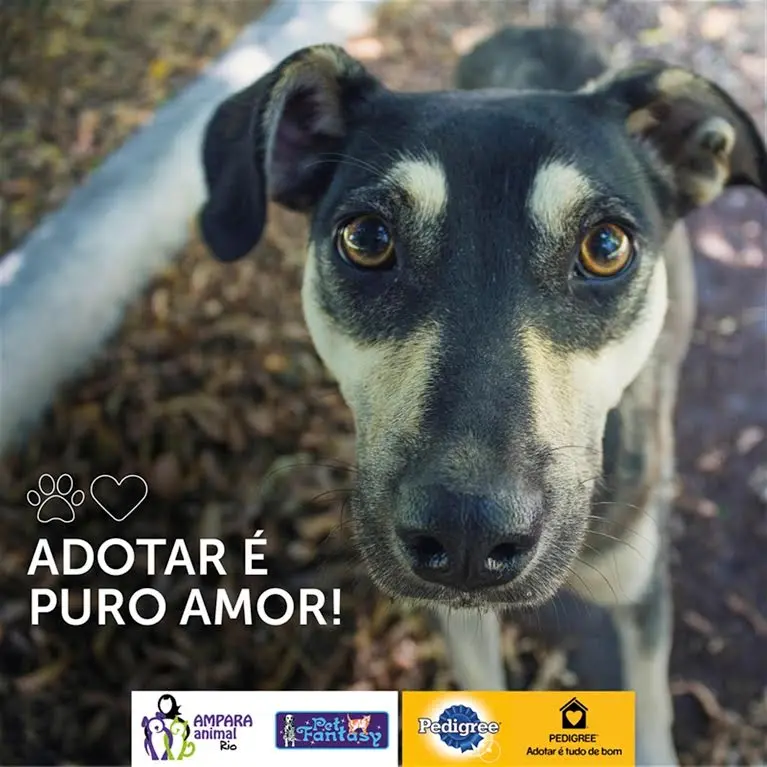 adotar puro amor