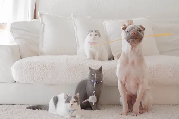 O cão brincando com seus irmãos felinos. (Foto: Reprodução / Instagram) 