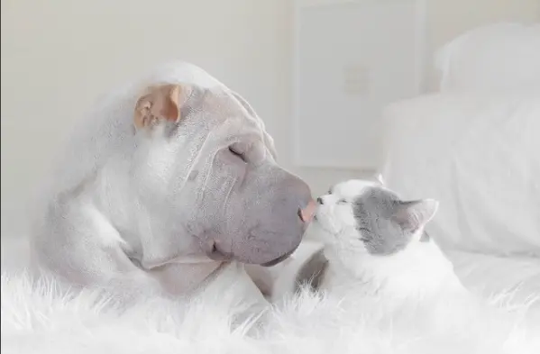 O shar pei e o felino Butler estão sempre juntos. (Foto: Reprodução / Instagram) 