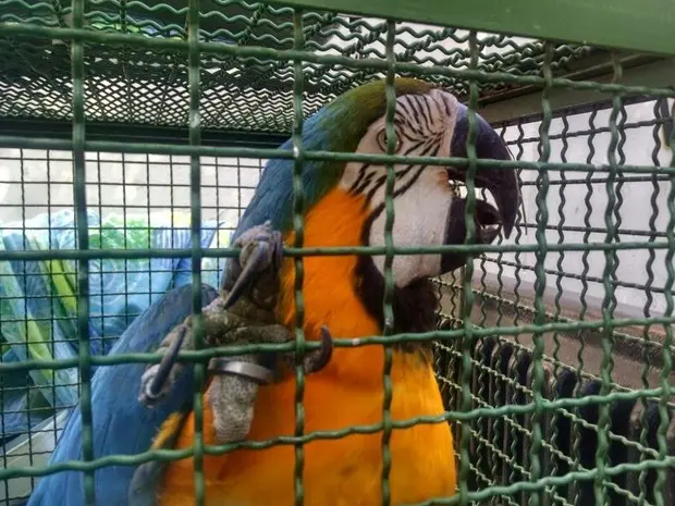 Proprietário precisa ter docmentos que legalizem os animais (Foto: Cleber Rodrigues/InterTV)