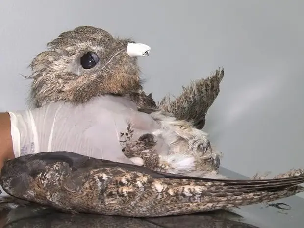 Ave rara se chocou contra um trator no aeroporto de Cacoal; animal passaria por cirurgia para reconstrução da asa, mas não resistiu e morreu após anestesia (Foto: Rede Amazônica/Reprodução)