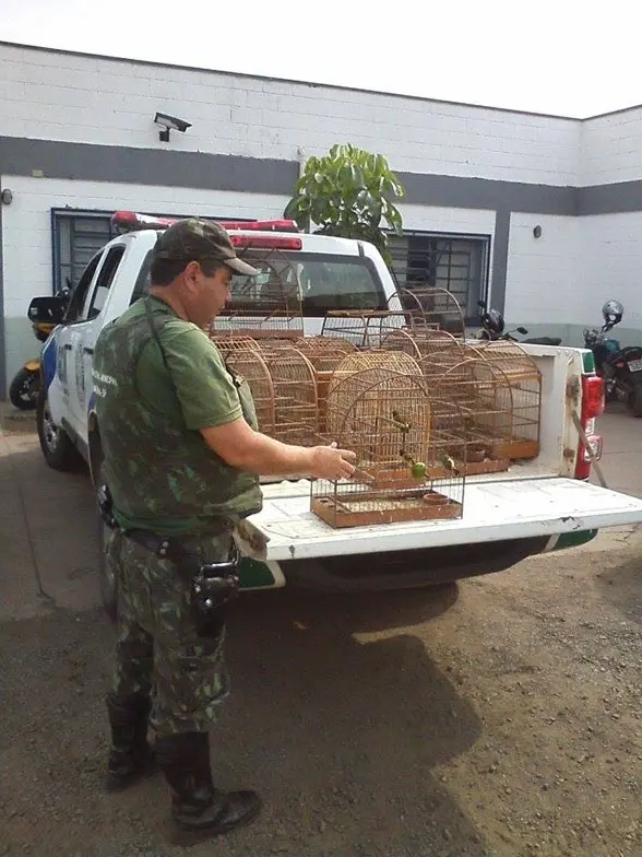 As aves foram avaliadas e, depois, colocadas em liberdade 