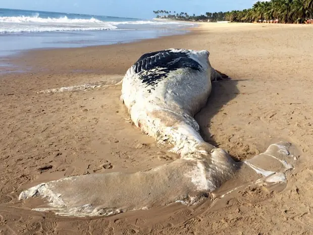 Baleia está encalhada nas proximidades do condomínio Malawi, na praia de Muro Alto. Segundo moradores, ela foi empurrada pelo mar, já sem vida, no início da noite de quinta (Foto: Reprodução / WhatsApp)