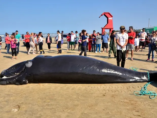 Baleia tinha oito metros de comprimento e era um filhote macho (Foto: Ignacio Monteiro/Ceclimar)