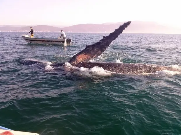 Baleia Jubarte foi vista por pescadores em Mongaguá, SP (Foto: Cícero Barbosa / Arquivo Pessoal)