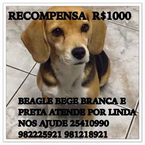 beagle