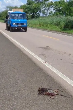 Acidentes com animais põe em risco a vida de condutores (Foto: Divulgação/MPF)