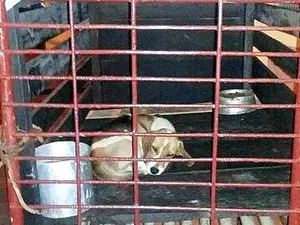 Cachorros são deixados com pouca comida e água (Foto: União Protetora Patinhas Carentes)