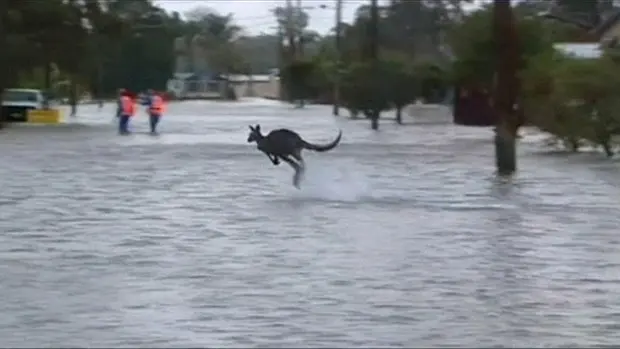 Canguru foi visto pulando em inundação que atingiu cidade ao sul de Sydney, na Austrália (Foto: BBC)