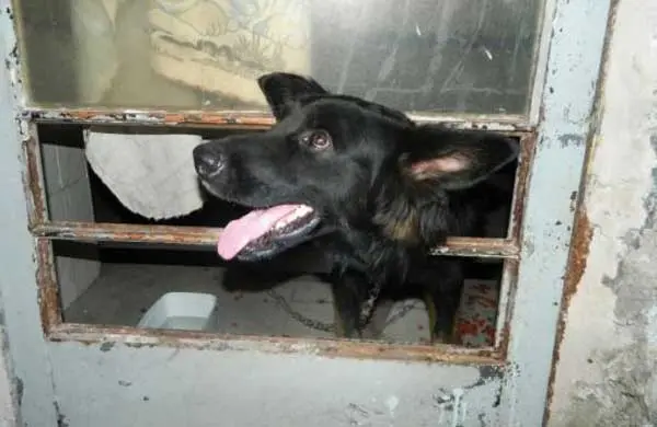 Cão abandonado em Campinas (Interior de SP) em 2014.  Estava acorrentado e sem comida dentro de uma casa. Foi resgatado.