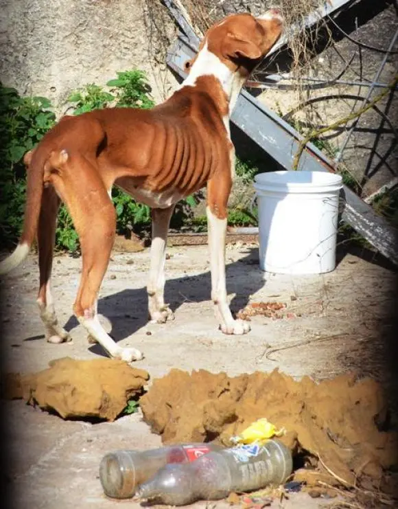 Cão encontrado abandonado em casa de Sorocaba (Interior de SP). Resgatado.