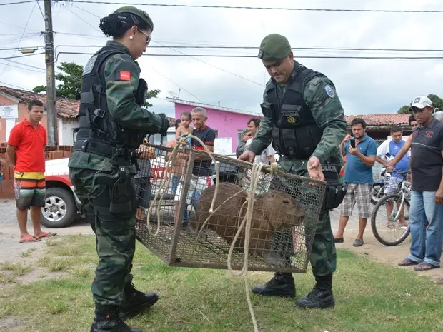 Capivara é capturada no Bairro dos Novais (Foto: Walter Paparazzo/G1)