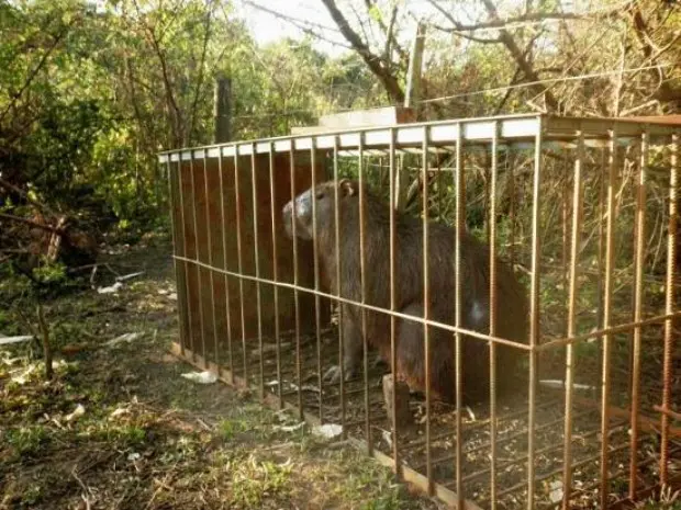 Capivara de 100 kg foi pega com armadilha artesal e seria abatida para consumo (Foto: Divulgação/ PMA)