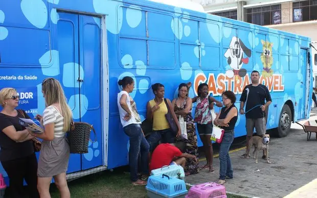 Até o momento, foram realizadas 60 cirurgias gratuitas de castração de cães e gatos (Foto: Divulgação/Agecom)
