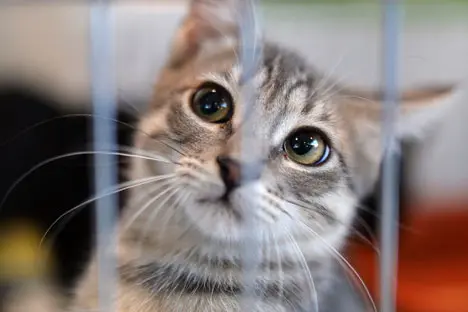 cat_helter_RIAN_02481236.HR_468