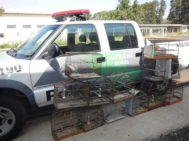 Policiais Ambientais resgatam 15 pássaros em Barbosa (Foto: Divulgação / Polícia Ambiental )