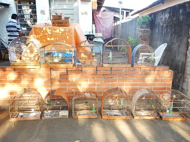 Gaiolas onde os pássaros eram mantidos em cativeiro (Foto: Divulgação / Polícia Ambiental )