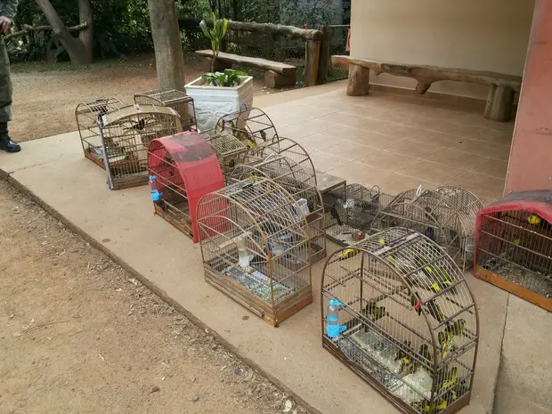 Entre as espécies resgatadas, a maioria é de pintassilgos (Foto: Divulgação/Polícia Ambiental)