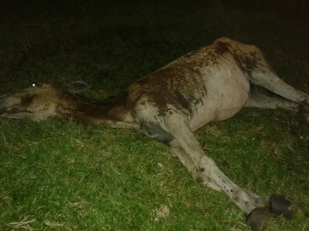 Moradora que denunciou o caso acredita que o animal era usado para trabalho. (Foto: Francisca Silva/Divulgação)
