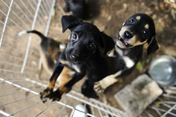 Parlamentar defende coordenadoria específica para tratar de assuntos referentes a animais Foto: Félix Zucco / Agencia RBS