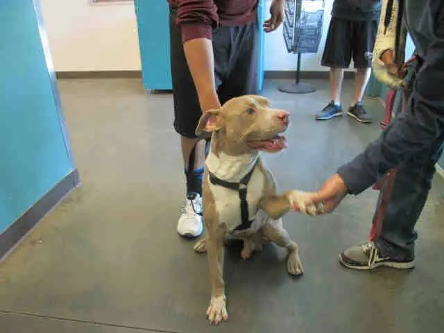 O cão Rocky dando a pata ao seu tutor (até aquele momento). (Foto: Reprodução / Facebook / Cathy HUffman) 