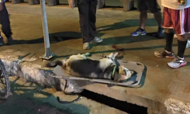 Acidente aconteceu quando tio da dona da cadela passeava com o animal na orla de Olinda. Foto: Reprodução/Facebook