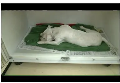Cão que foi baleado se recupera lentamente. Tutor não foi encontrado. Foto: Reprodução
