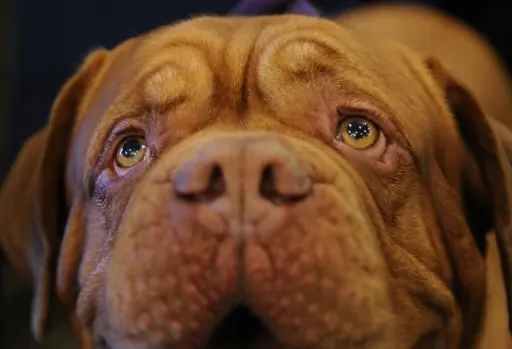 (Arquivo) O animal, um dogue de Bordeaux, foi encontrado no sábado passado em um terreno baldio por um vizinho que passeava com seu cão. Foto: Stan Honda / AFP