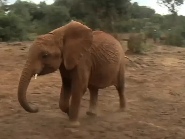 Ativistas dizem que um elefante é abatido a cada 15 minutos (Foto: Reprodução/BBC)