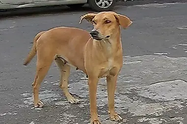 Quem abandonar animais em Vitória pode pagar R$ 2 mil  Foto: TV Vitória