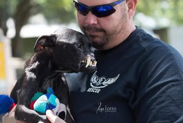  Khalessi precisa passar por diversas cirurgias, já que está com muitos ferimentos pelo corpo Foto:  Reprodução Facebook Passion 4 Pits Rescue 