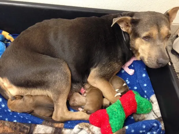 Após o resgate, filhote foi devolvido à mãe, em Phoenix, na sexta (21) (Foto: AP Photo/Arizona Humane Society via AP)