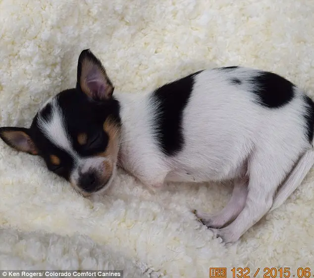 O chihuahua Deuce nasceu apenas com duas patas. (Foto: Reprodução / Daily Mail UK) 