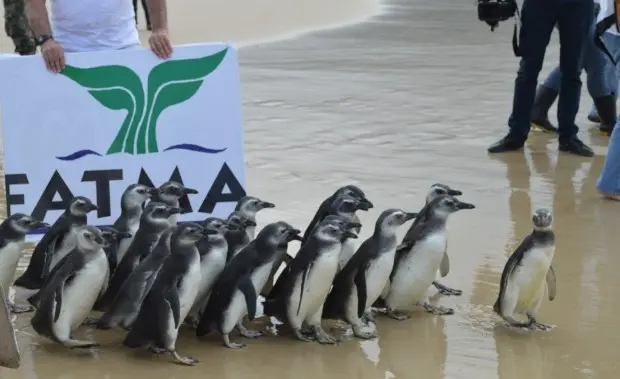 Pinguins foram soltos na praia de Moçambique, em Florianópolis (Foto: Anne Caroline Anderson/Divulgação)
