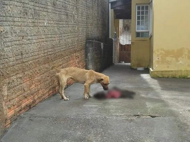 Animal matou outro para se alimentar, afirma polícia (Foto: Divulgação/ PM Piraju)