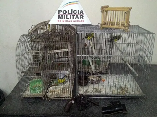 Pássaros resgatados no distrito de São Miguel do Cajuru serão encmainhados ao Ibama (Foto: Cia. da Polícia Militar do Meio Ambiente/Divulgação)