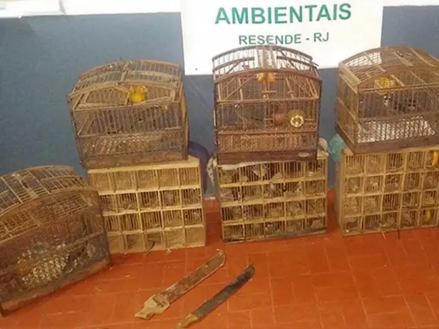 Pássaros foram soltos (Foto: Divulgação/Grupamento Ambiental GMR)