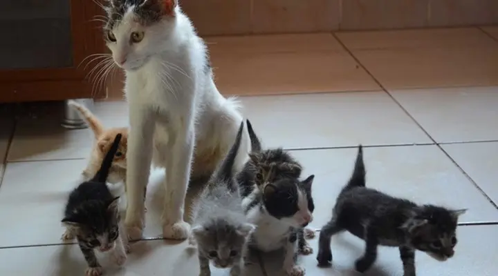 Foto: Reprodução/Life With Cats
