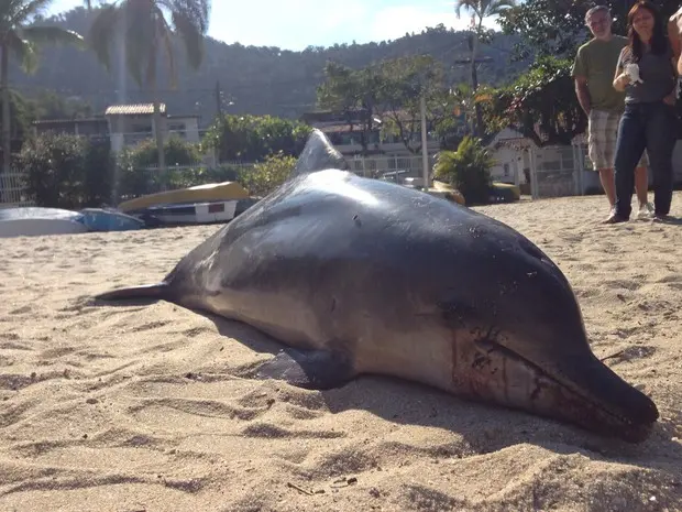 Animal foi achado pelo moradores (Foto: Marcos Landim/TV Rio Sul)