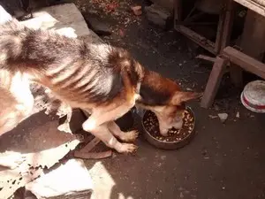 Cão vítima de maus-tratos foi recolhido para a GPA (Foto: Divulgação/ Ascom GPA)