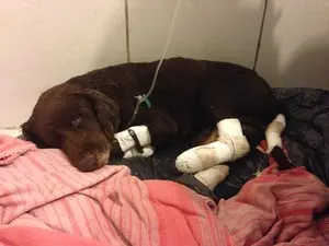 Cão queimado vivo recebe cuidados em clínica veterinária (Foto: Tiago Guedes/RBS TV)