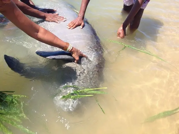 Peixe-boi foi localizado na Praia dos Milagres, em Olinda (Foto: Edison Silva / TV Globo)