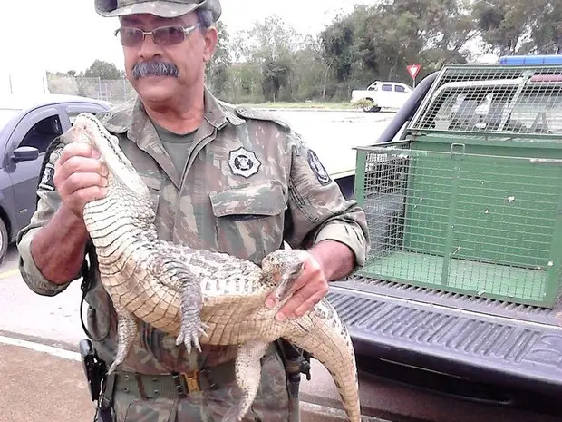 Entre as ações, o GAM resgatou um jacaré que já foi devolvido à natureza (Foto: Divulgação)