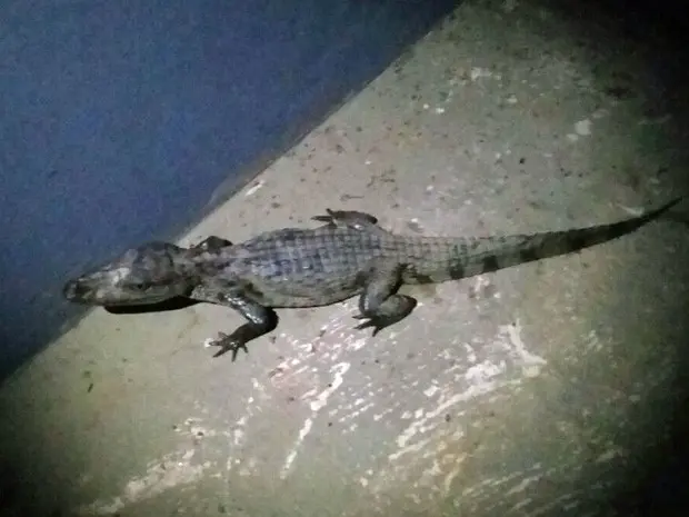 Filhote de jacaré resgatado em chácara no Lago Oeste (Foto: Polícia Militar/Reprodução)