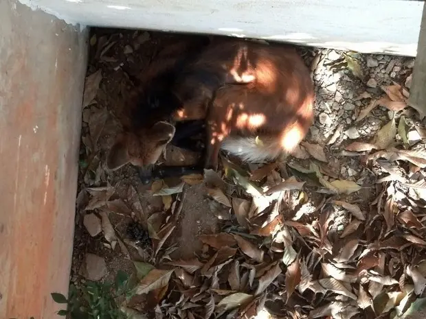 Lobo-guará estava no quintal de uma residência em Piracaia (Foto: Divulgação/ Bombeiros Atibaia)