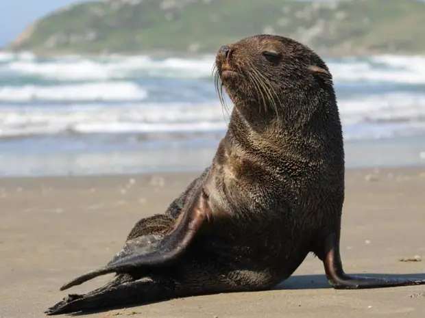 Filhote de lobo-marinho foi flagrado descansando no domingo na Praia de Itapirubá (Foto: Julio Cesar Vicente/AGTA)