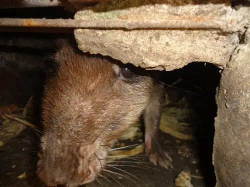 Animais serão reintegrados ao habitat 