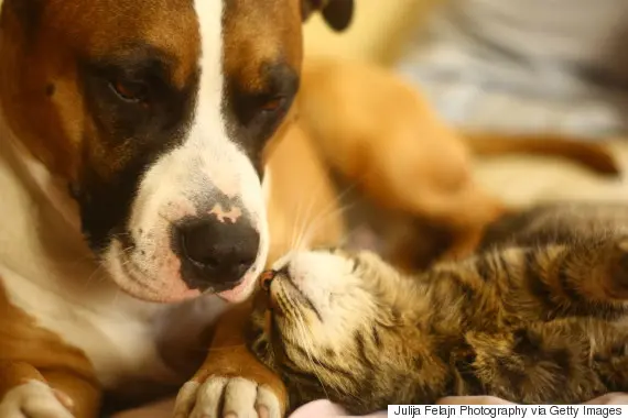 Com a nova lei, cães e gatos passam a ser considerados residentes não-humanos. Foto: Julija Felajn Photography/Getty Images