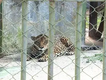 Onça está em quarentenário (Foto: Reprodução/TV Sergipe)