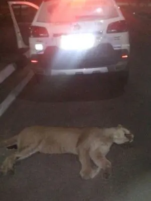 Onça morreu atropelada em rodovia em Águas de São Pedro (Foto: Divulgação/ Guarda Municipal)